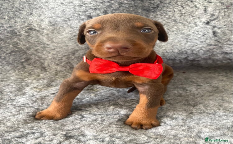 Dobermann dogs - Advert 2