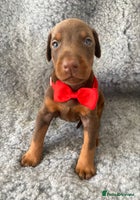 Dobermann dogs - Advert 8