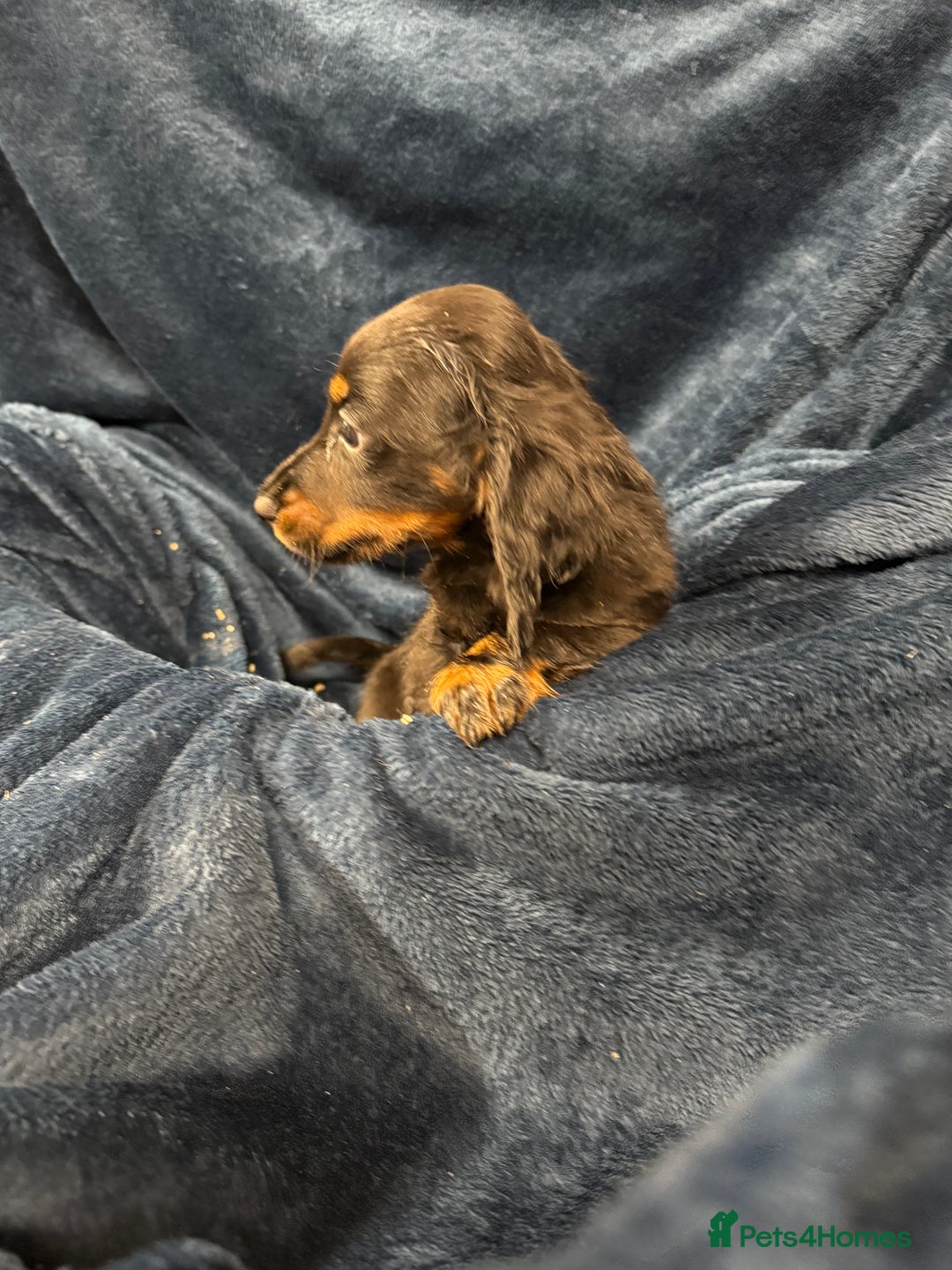 Dachshund dogs for sale: Dachshund Puppies - Image 15