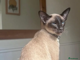 Siamese cats Stunning wedge head Siamese boy for stud service - Advert 9