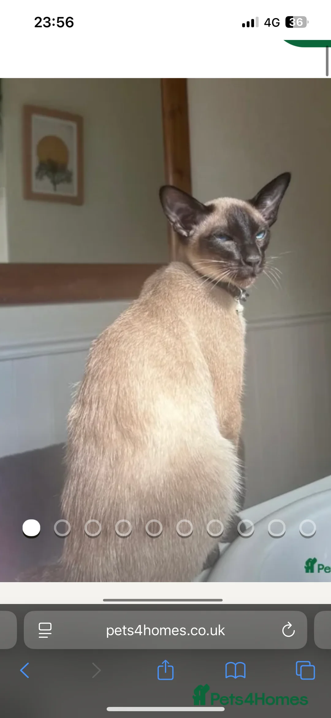 Siamese cats for stud: Stunning wedge head Siamese boy for stud service  - Advert 1