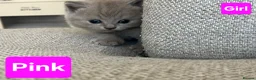 British Shorthair cats for sale: British Shorthair Kittens  - Advert 15