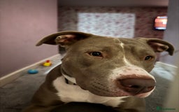 Mixed Breed dogs for sale: 1 year old female Staff  ** tiff  - Image 2