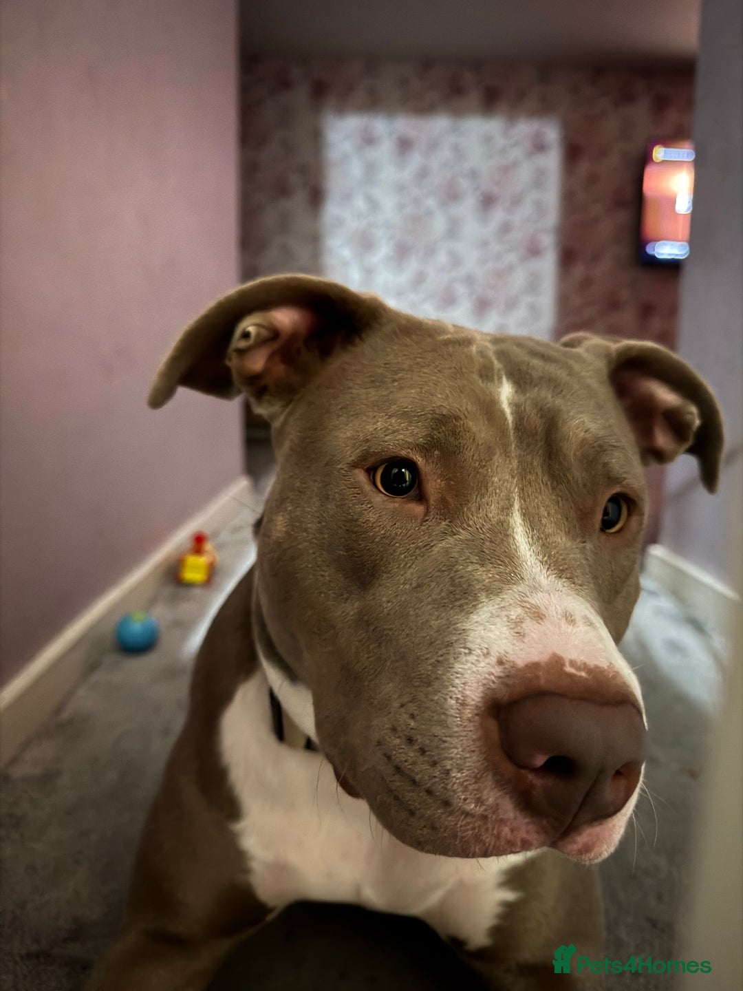 Mixed Breed dogs for sale: 1 year old female Staff  ** tiff  - Image 2