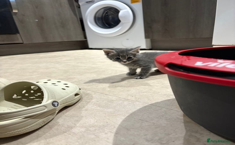 Domestic Shorthair cats - Advert 1