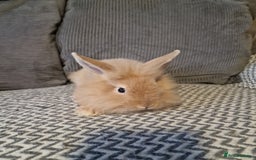 Lionhead rabbits for sale: Lionhead baby rabbits  - Image 13