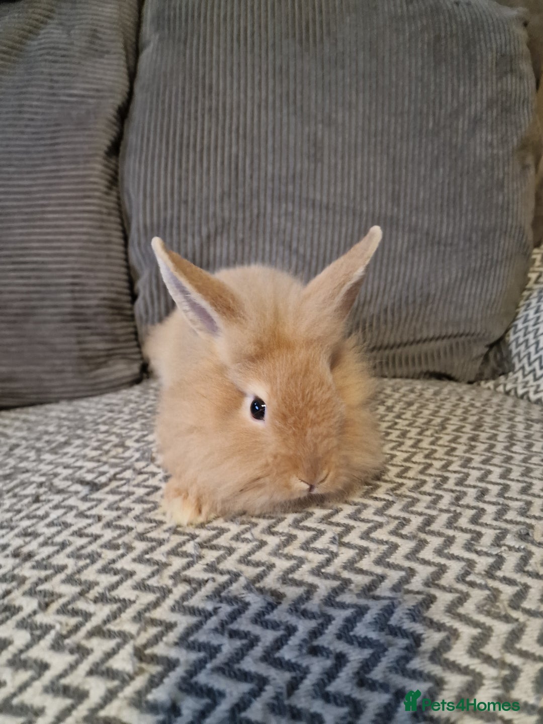 Lionhead rabbits for sale: Lionhead baby rabbits  - Image 13
