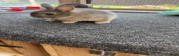 Netherland Dwarf rabbits for sale: Two beautiful opal Netherland dwarfs  - Advert 2