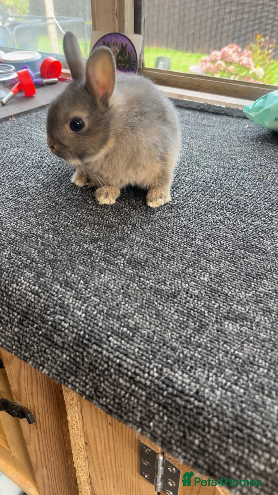 Netherland Dwarf rabbits for sale: Two beautiful opal Netherland dwarfs  - Advert 2