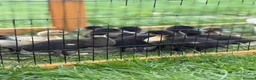 Mixed Breed poultry for sale: Large mixed breed ducklings  - Advert 2
