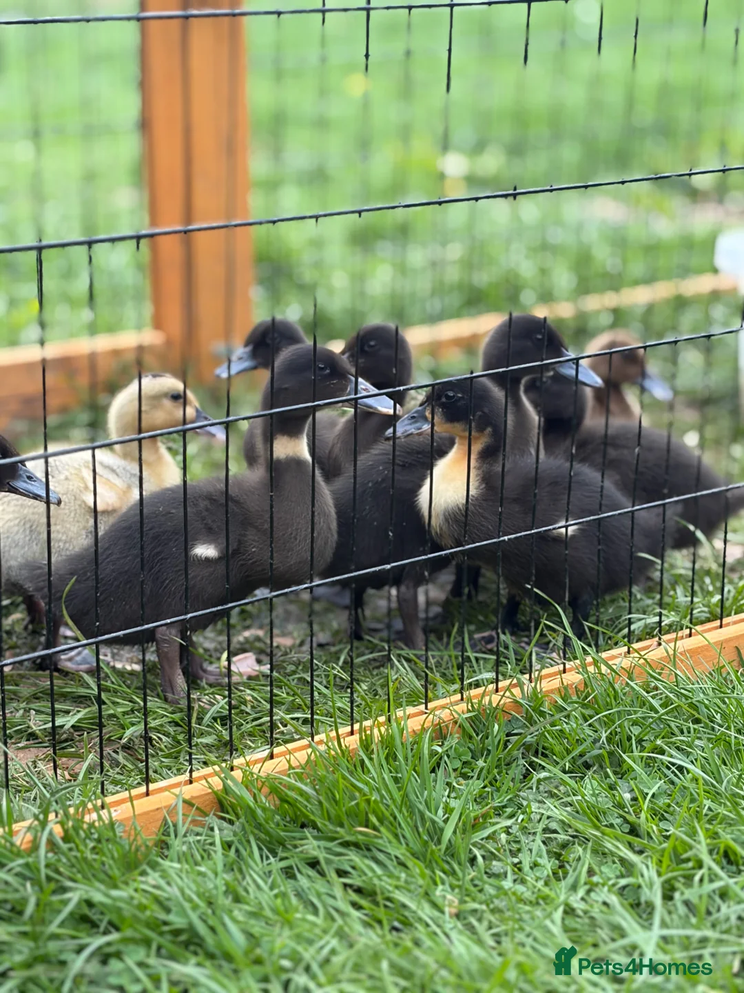 Mixed Breed poultry for sale: Large mixed breed ducklings  - Advert 2