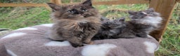 Maine Coon cats for sale: 3 Stunning Maine Coon Kittens  - Advert 18