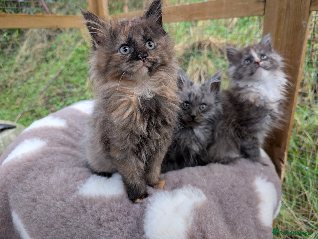 Maine Coon cats for sale: 3 Stunning Maine Coon Kittens  - Advert 18