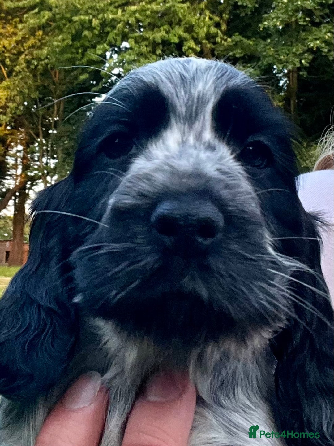 Cocker Spaniel dogs for sale: Ready Now - KC reg Blue Roan Show Cocker Spaniels in Selby - Image 13