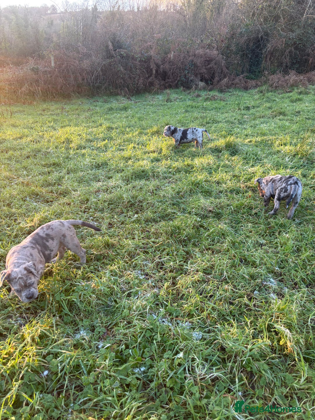 Olde English Bulldogge dogs for sale: 3 male puppy Olde English Bulldogges left - Advert 9