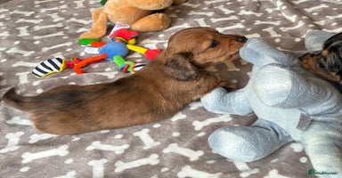 Dachshund dogs - Advert 1