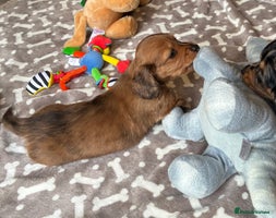 Dachshund dogs - Advert 1