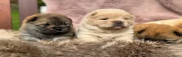 Chow Chow dogs for sale: KC chow chow puppies  - Advert 13