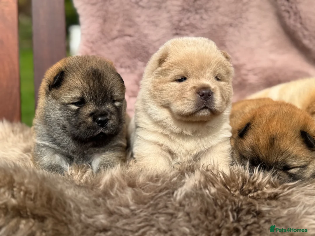 Chow Chow dogs for sale: KC chow chow puppies  - Advert 13