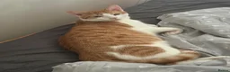 American Shorthair cats for sale: Lovely orange and white boy cats - Advert 11