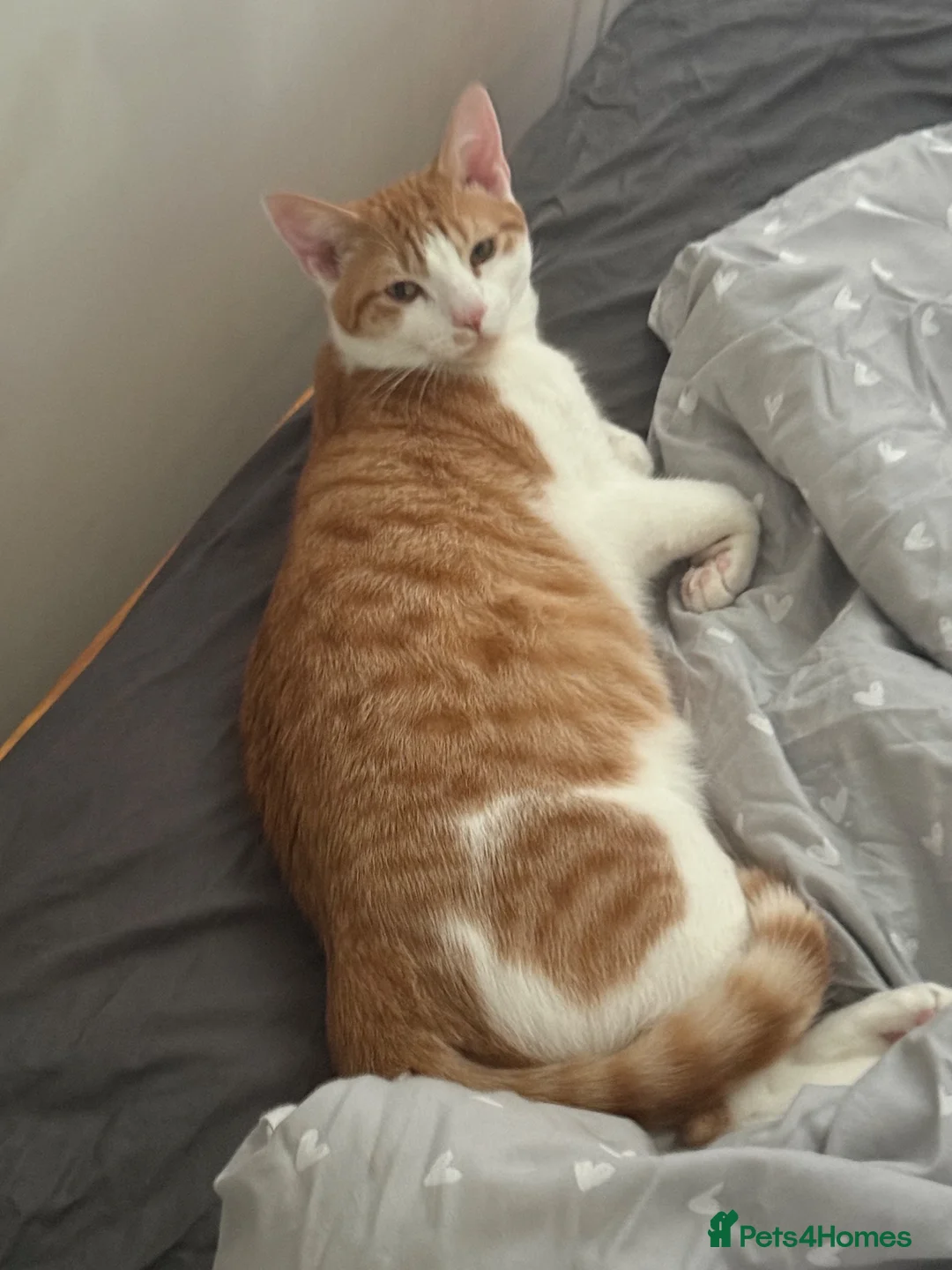 American Shorthair cats for sale: Lovely orange and white boy cats - Advert 11