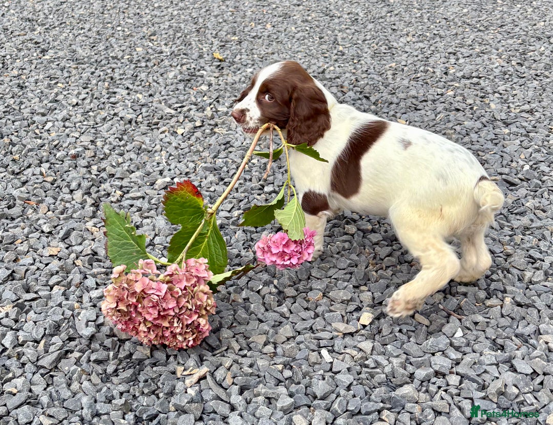 English Springer Spaniel dogs for sale: GAMEKEEPER BRED SPRINGER SPANIEL PUPS - Image 18