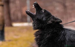German Shepherd dogs for stud: Solid black german shepherd stud dog - Image 13