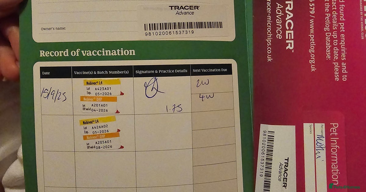 Petlog Microchip Petlog The Kennel Club Cat Petlog Account Female