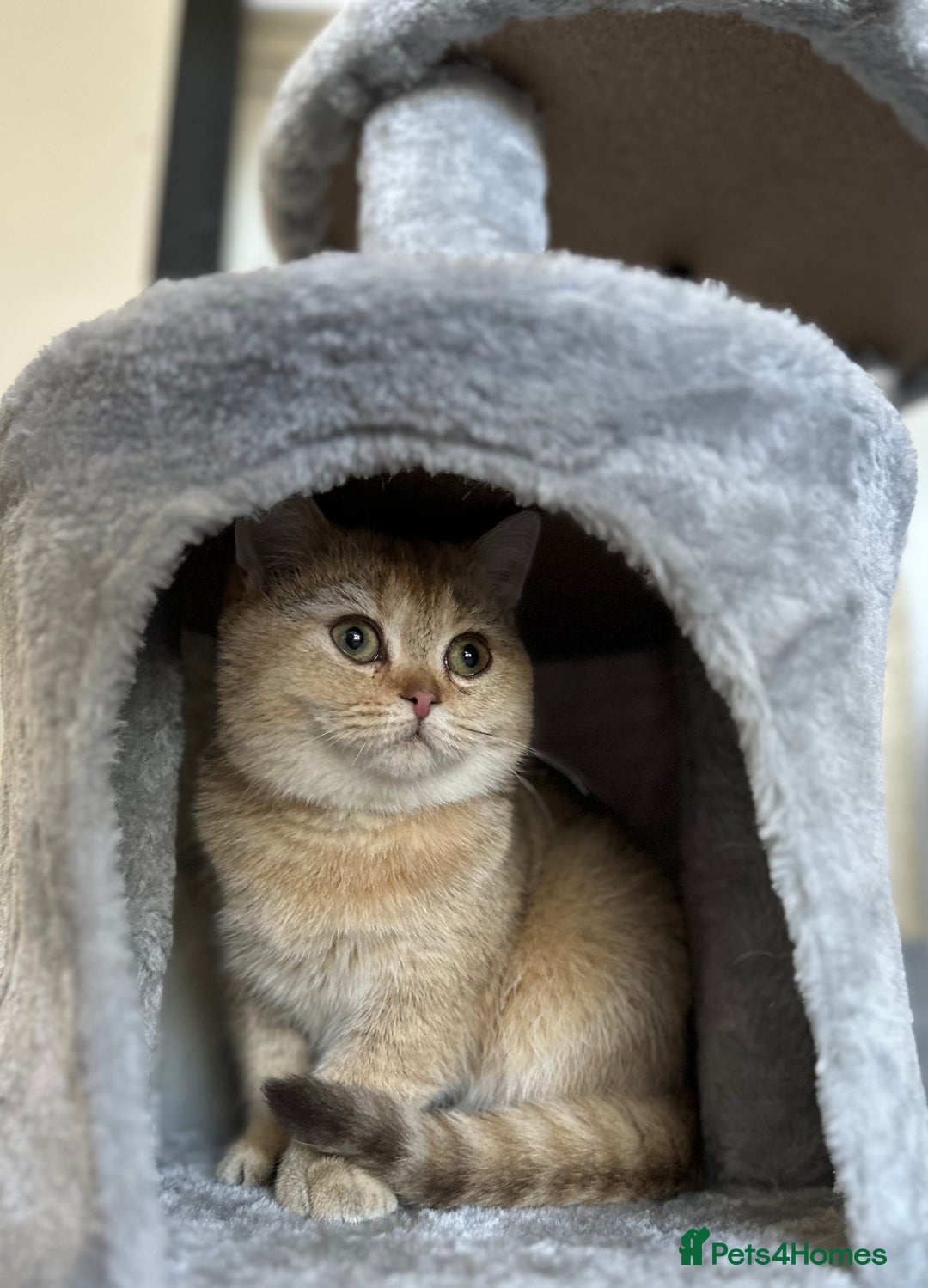 British Shorthair cats for sale: Chunky TICA ACTIVE Golden British Shorthair - Image 1