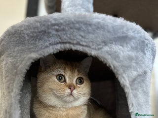 British Shorthair cats - Advert 3