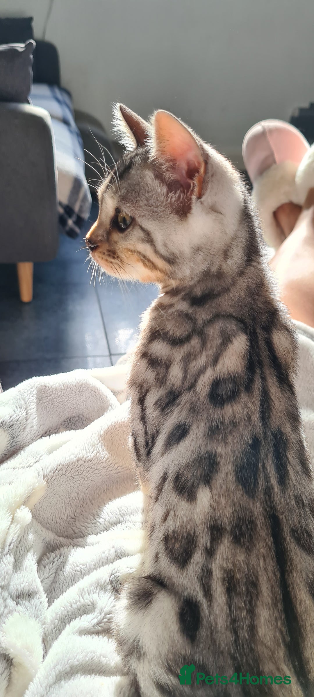 Marble snow Bengal Kittens for sale Pets4Homes