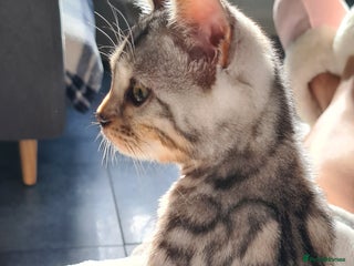 Bengal cats - Advert 16