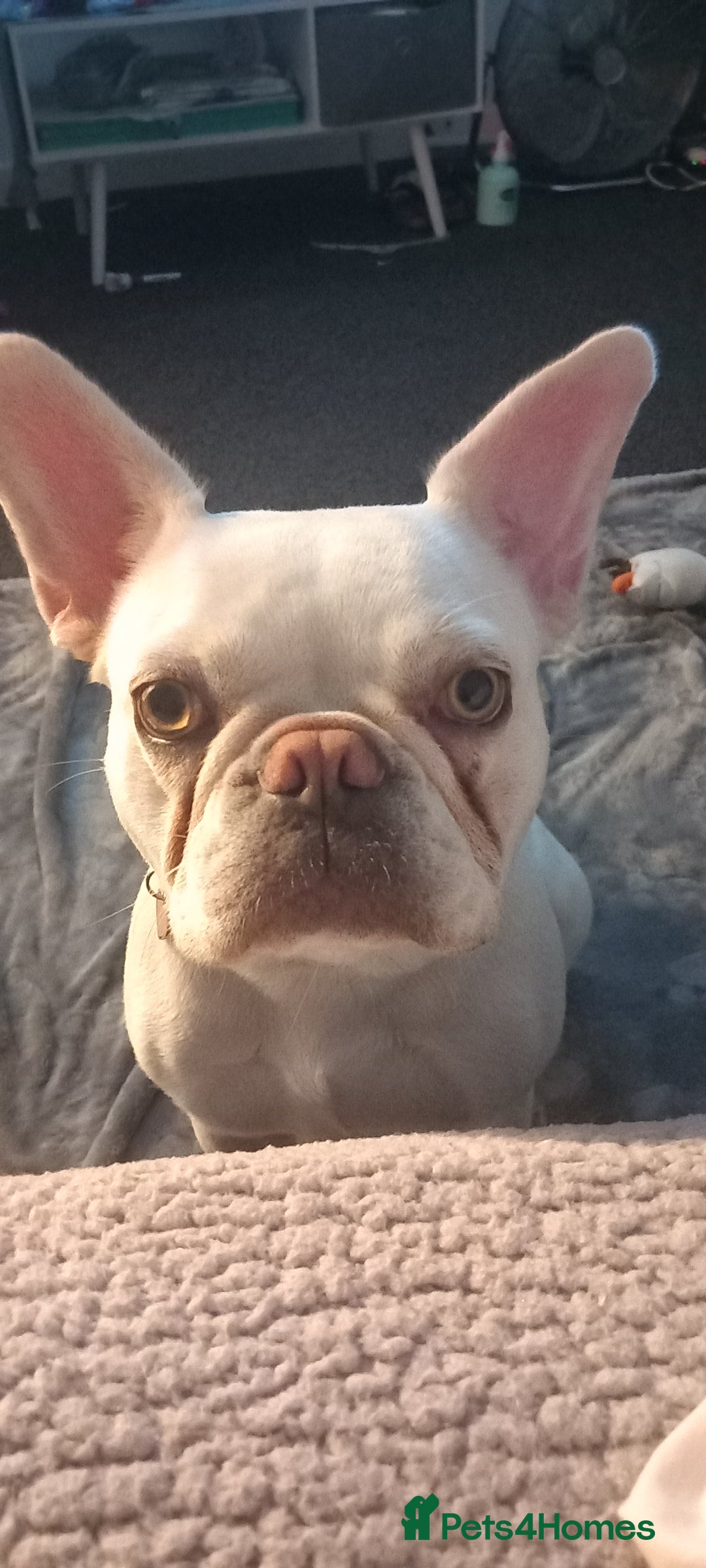 French Bulldog dogs for sale: Female frenchie for sale - Image 2