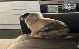 Mini Lop rabbits for sale: Beautiful mini lop girl looking to be rehomed. - Image 1