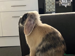 Mini Lop rabbits - Advert 8