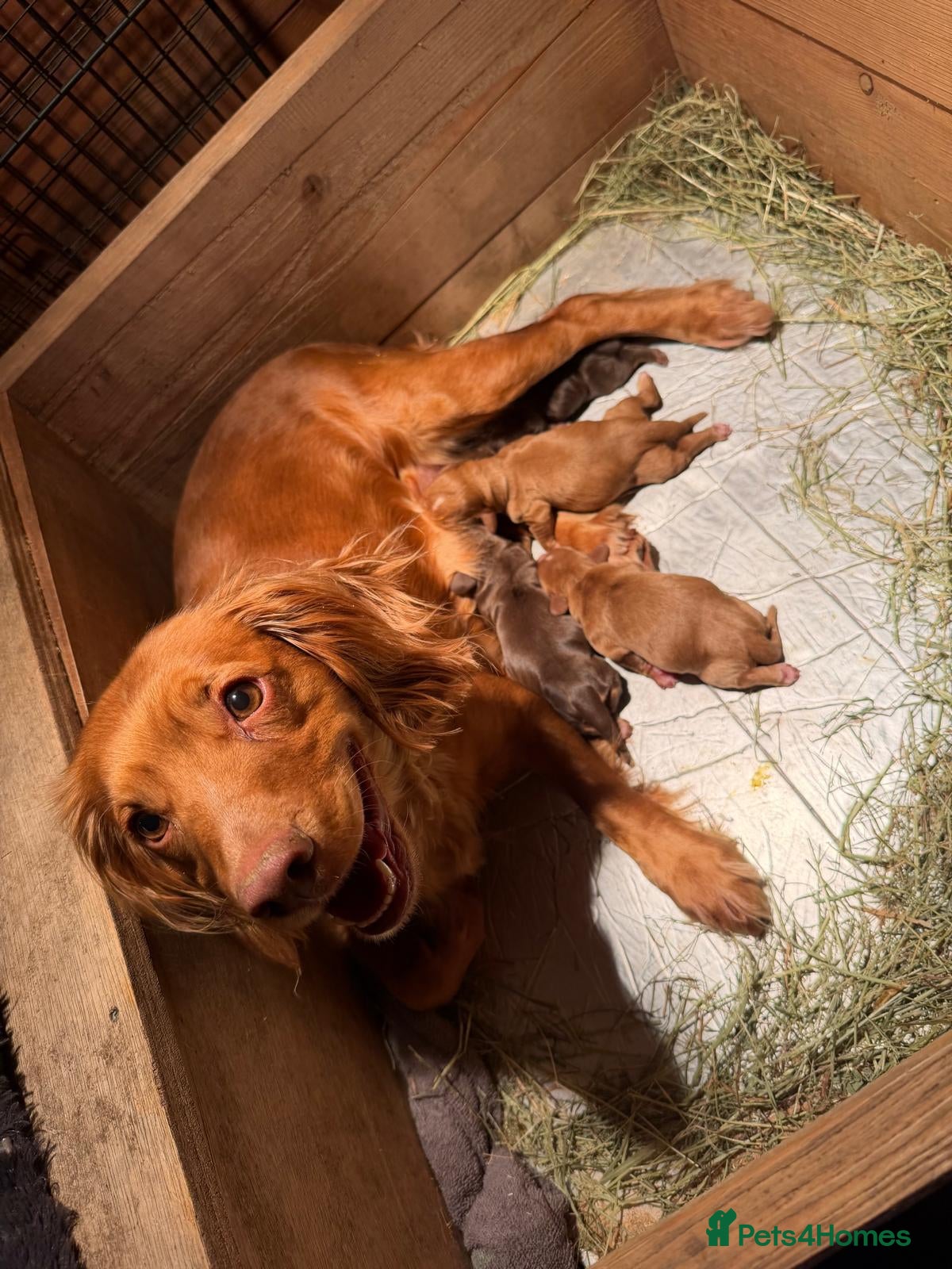 Cocker Spaniel dogs for sale: Quality KC Working Cocker Spaniel Puppies - Advert 1