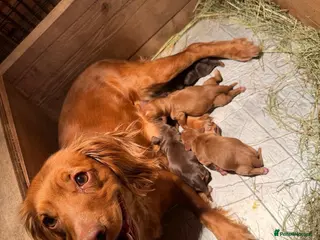 Cocker Spaniel dogs Quality KC Working Cocker Spaniel Puppies - Advert 8