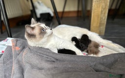 Ragdoll cats for sale: Ragdoll X kittens  - Image 7