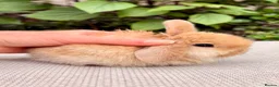 Mini Lop rabbits for sale: Mini Lop Baby 🌸 - Advert 4
