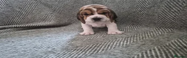 Beagle Puppy 1