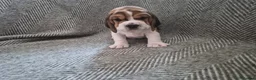 Beagle dogs for sale: Beagle puppies for sale  - Advert 7