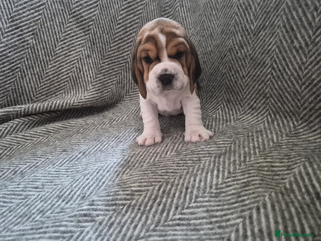 Beagle dogs for sale: Beagle puppies for sale  - Advert 7