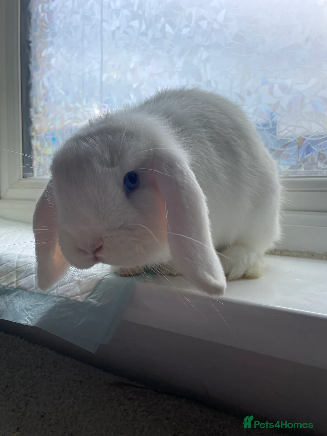 Mini Lop rabbits for sale: White Mini Lop  - Advert 7