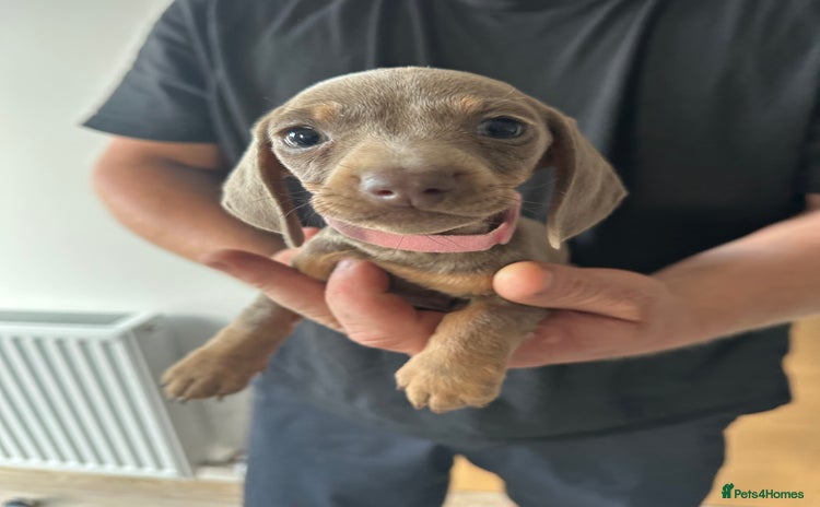 Miniature Dachshund dogs - Advert 8
