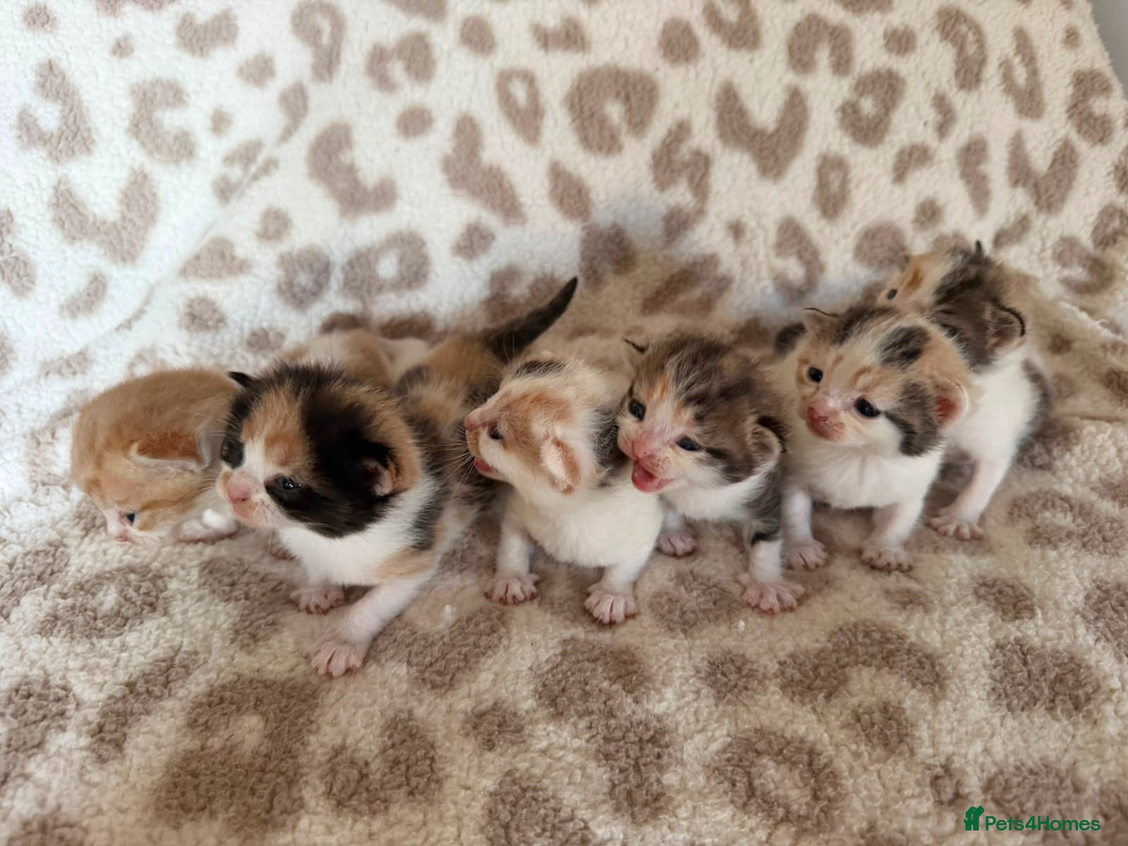 Mixed Breed cats Beautiful litter of kittens available! - Advert 17