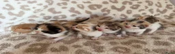 Mixed Breed cats for sale: Beautiful litter of kittens available! - Advert 1