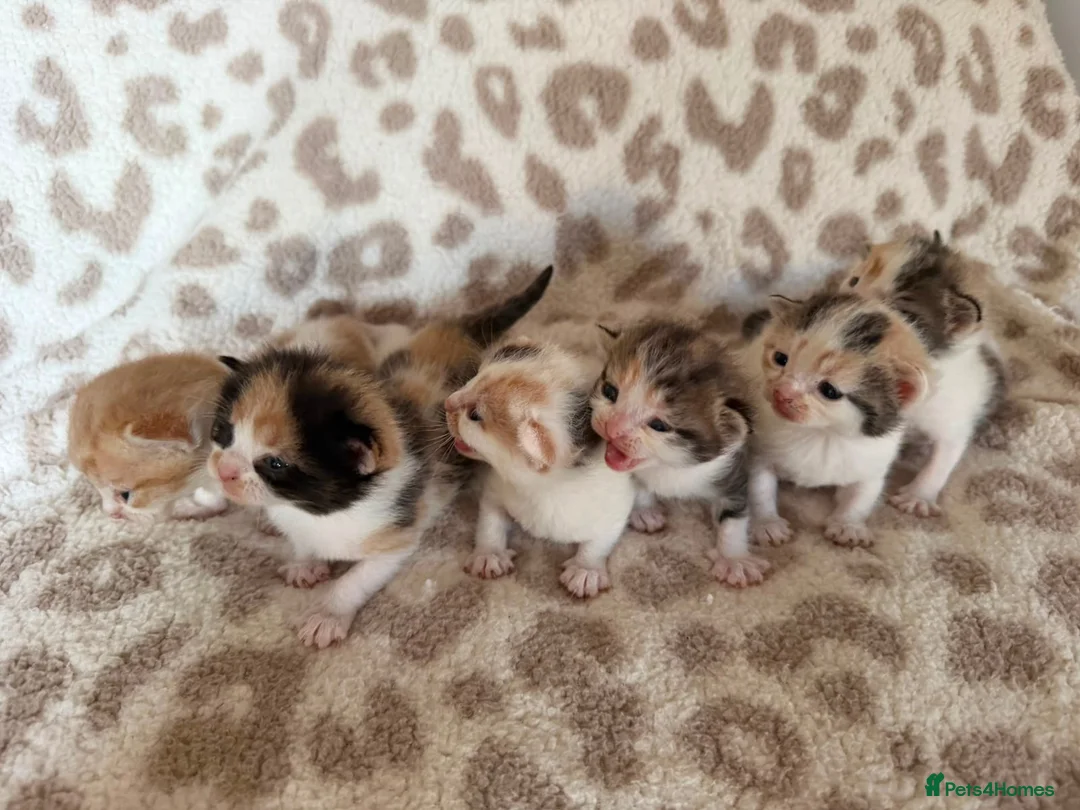 Mixed Breed cats for sale: Beautiful litter of kittens available! - Advert 1