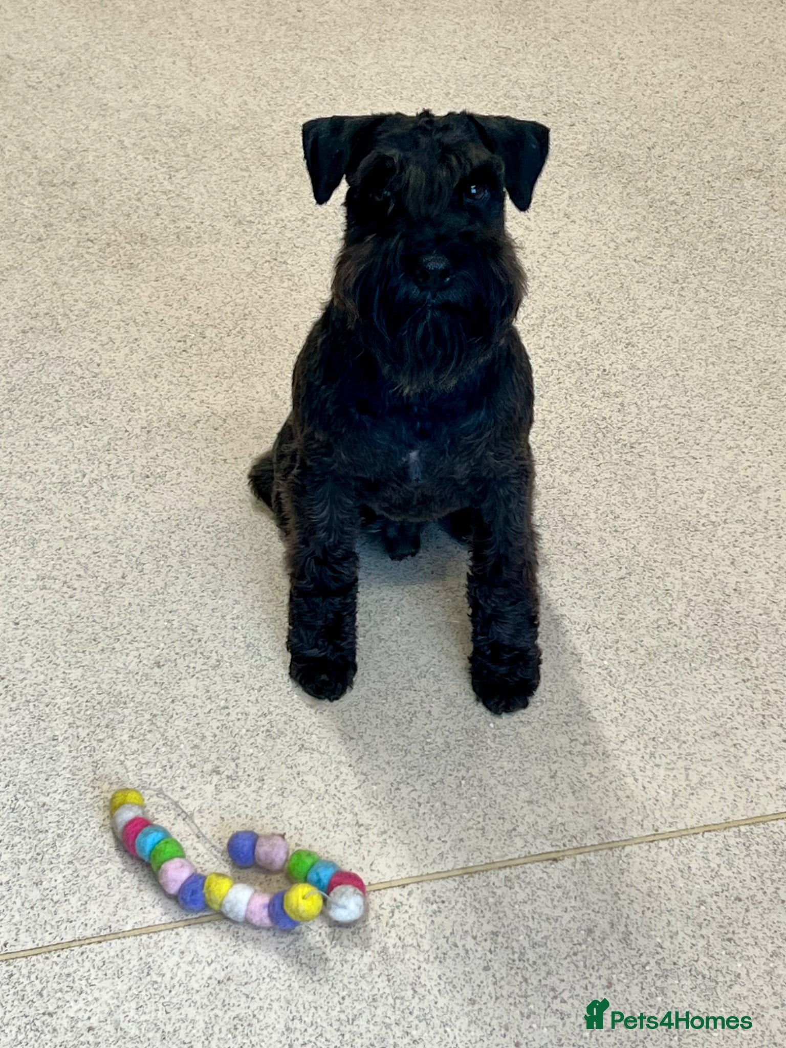 Miniature Schnauzer dogs for sale: KC reg miniature schnauzer adult boy  - Advert 4