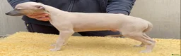 Whippet dogs for sale: Beautiful Whippet Puppies  - Advert 8
