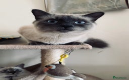 Ragdoll cats for sale: Ragdolls for sale - Image 7